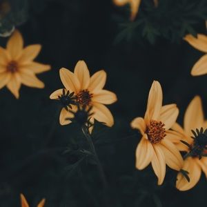 Meet your Posher, Meiqi